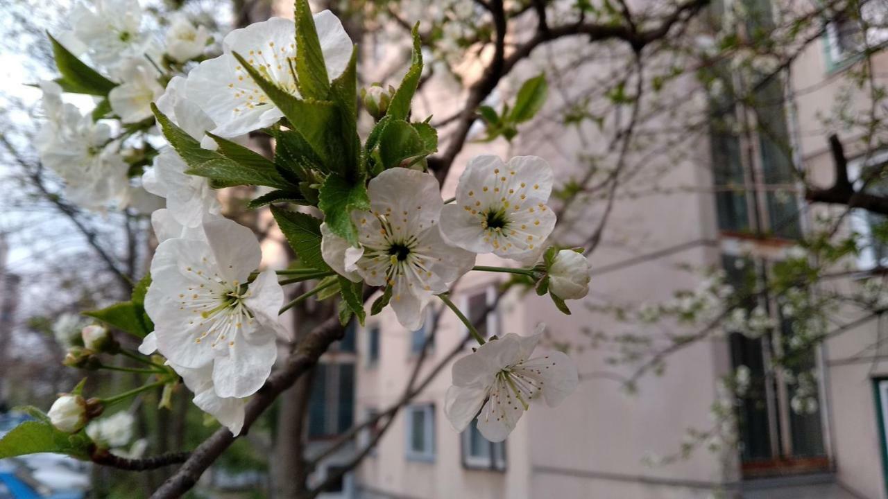 Gesztenyes Apartman 米什科尔茨 外观 照片
